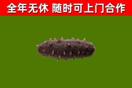 青岛回收海参干